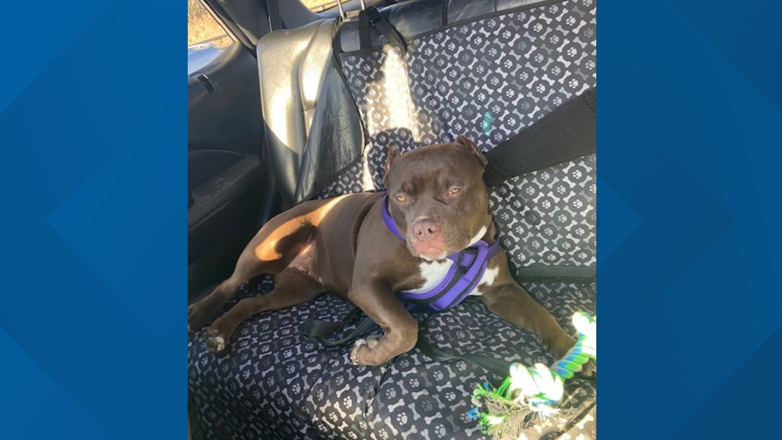 Danbury Police: dog stolen in burglary - Vimarsana News
