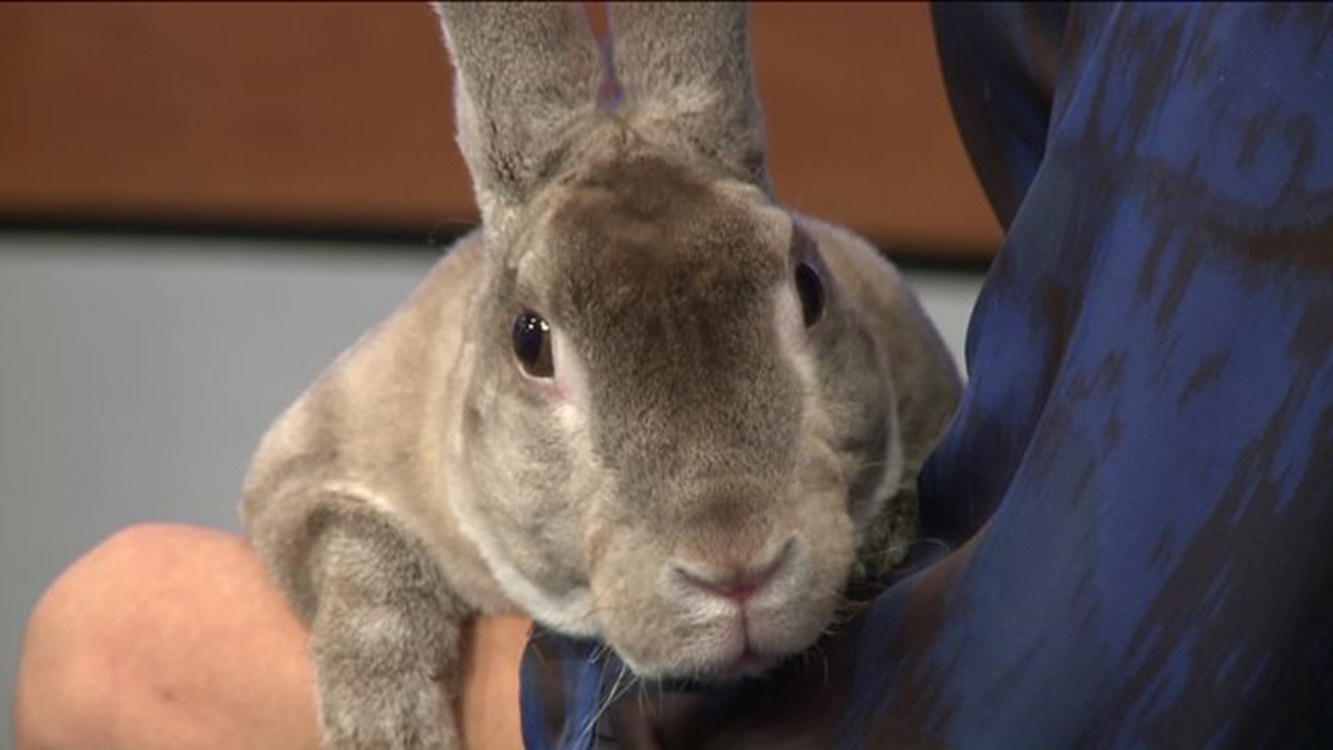 Pet of the Week -- Master Chief
