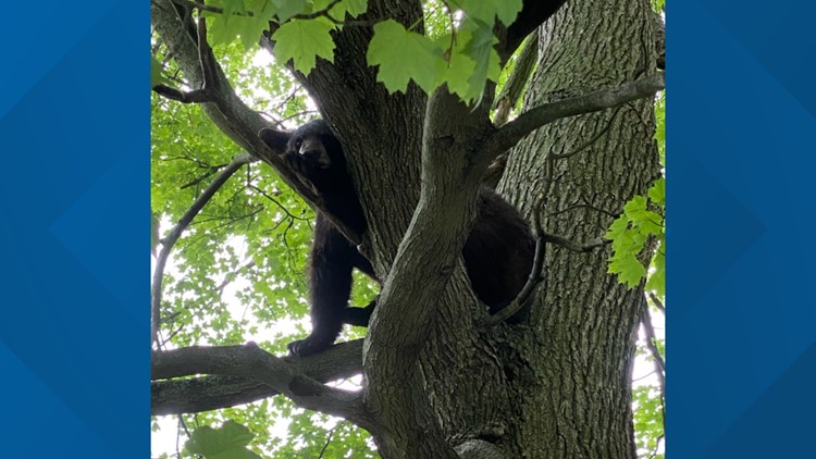 Bear found in tree in Hartford: Firefighters