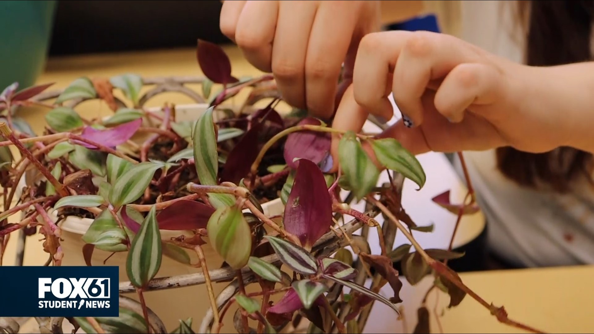 The plant name 'Wandering Jew' was found to be Anti-Semitic and has been officially changed.