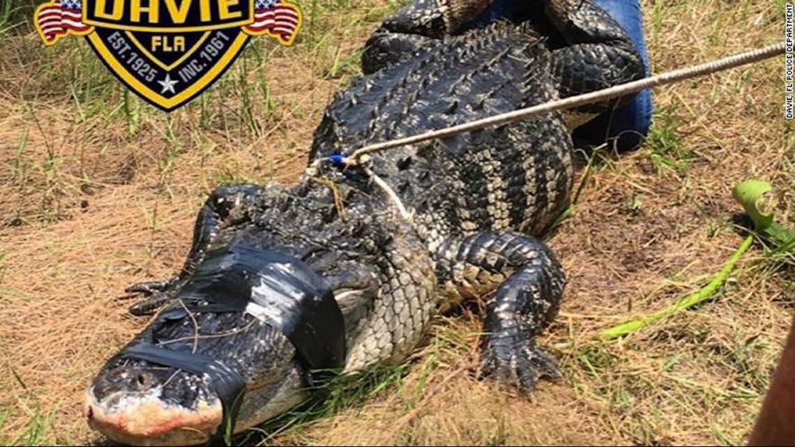 Alligator may have bitten, killed woman in Florida, authorities say