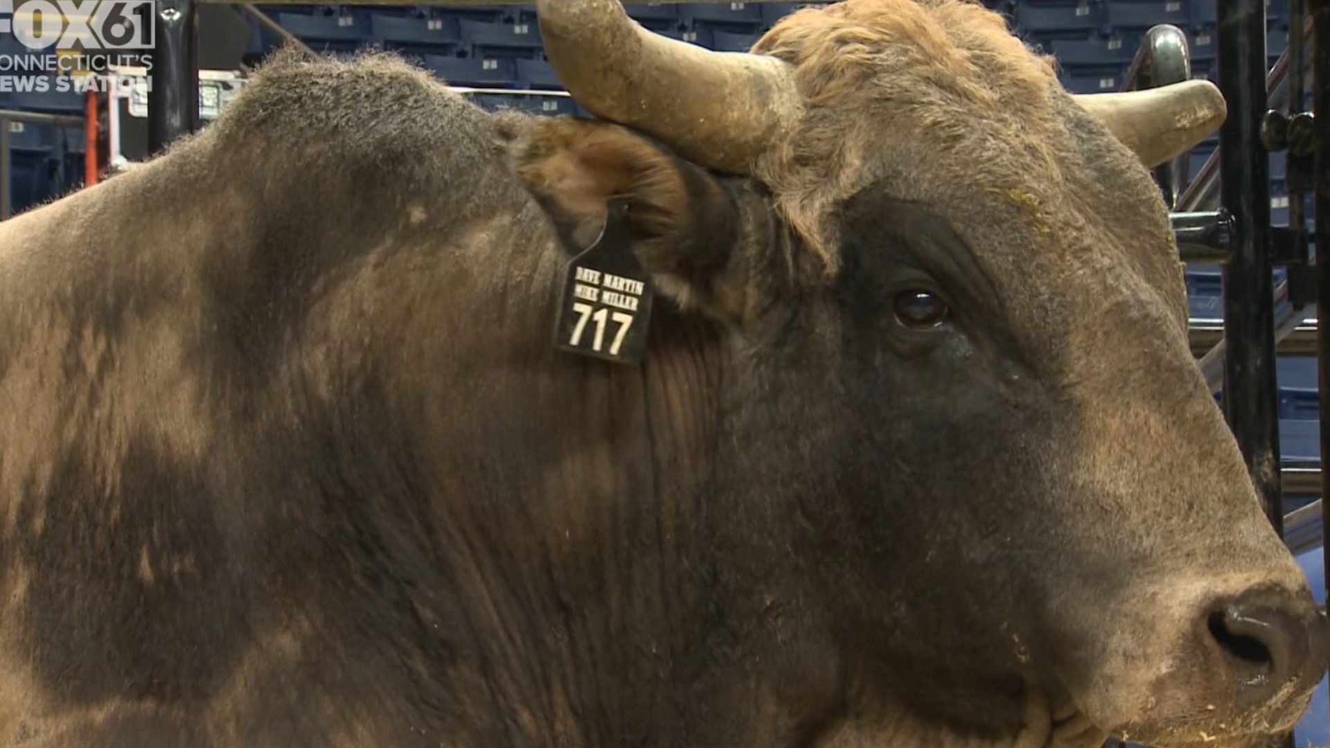 professional-bull-riders-ride-into-connecticut-fox61