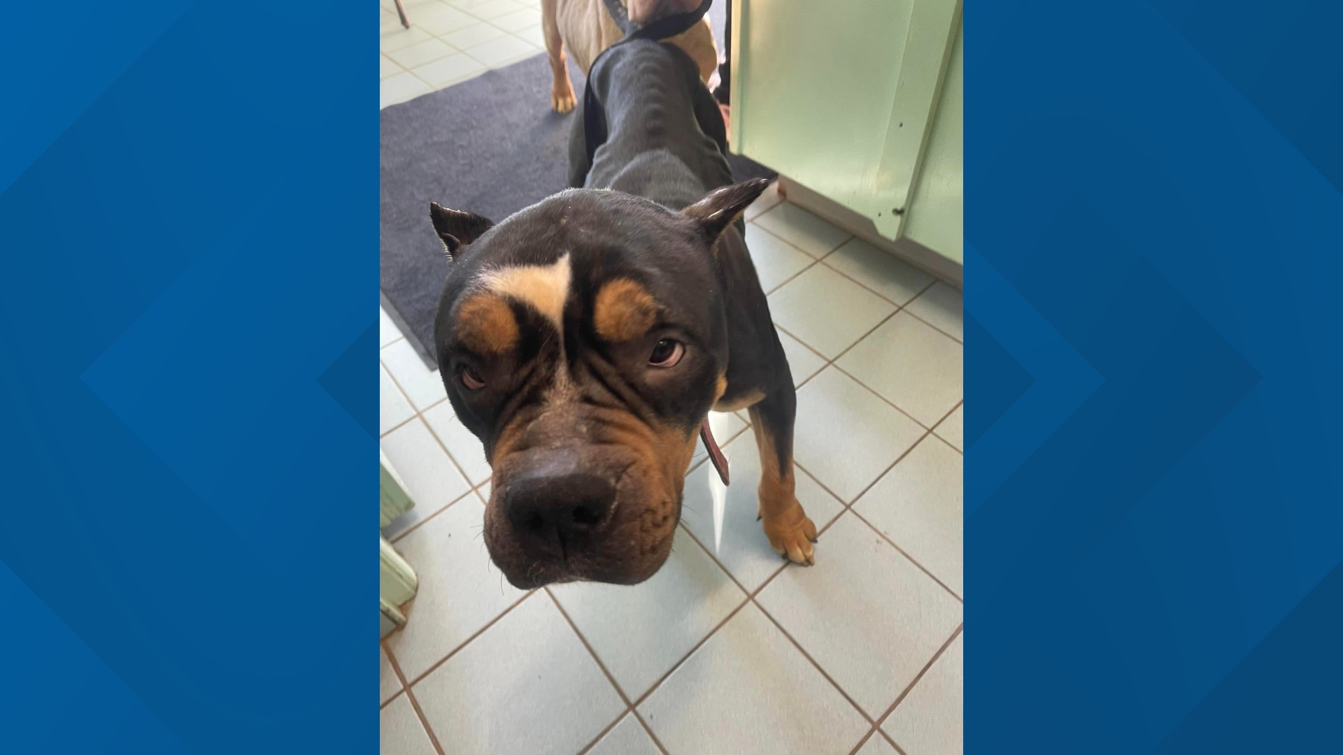 3 female pitbulls found 'underweight and emaciated' in Woodbridge ...