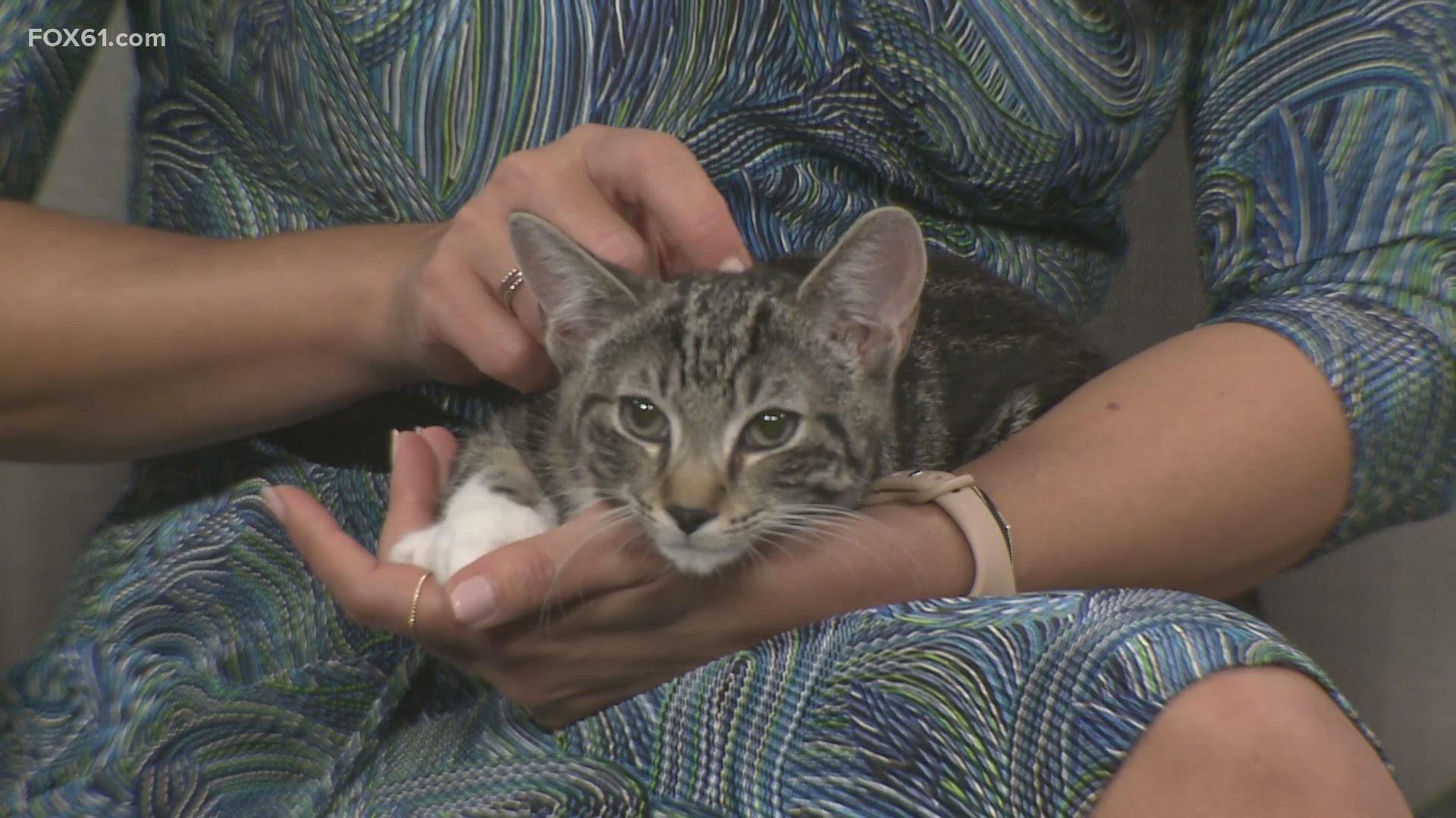 Miki's mom had Feline Leukemia Virus when he was born, which means that he will need to be the only cat in the home.