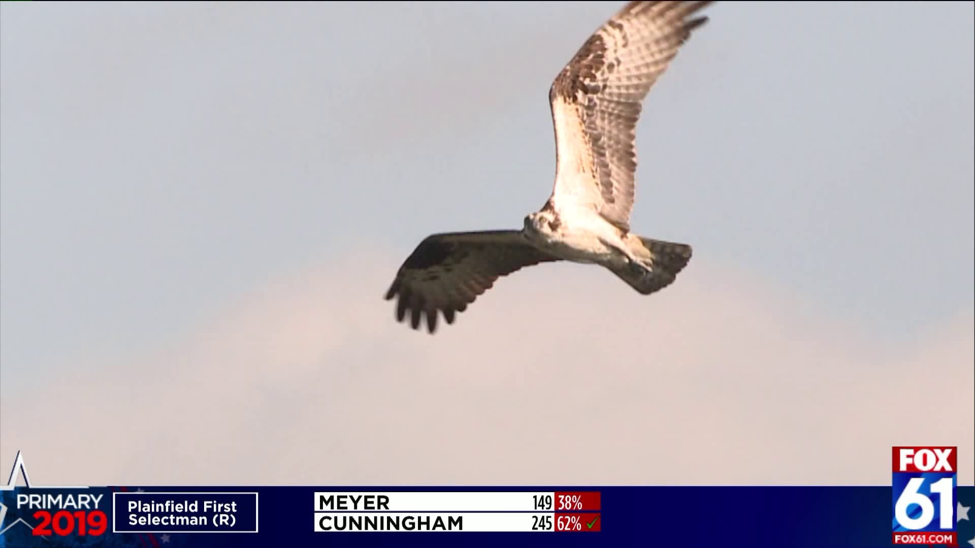 Osprey population continues to rise