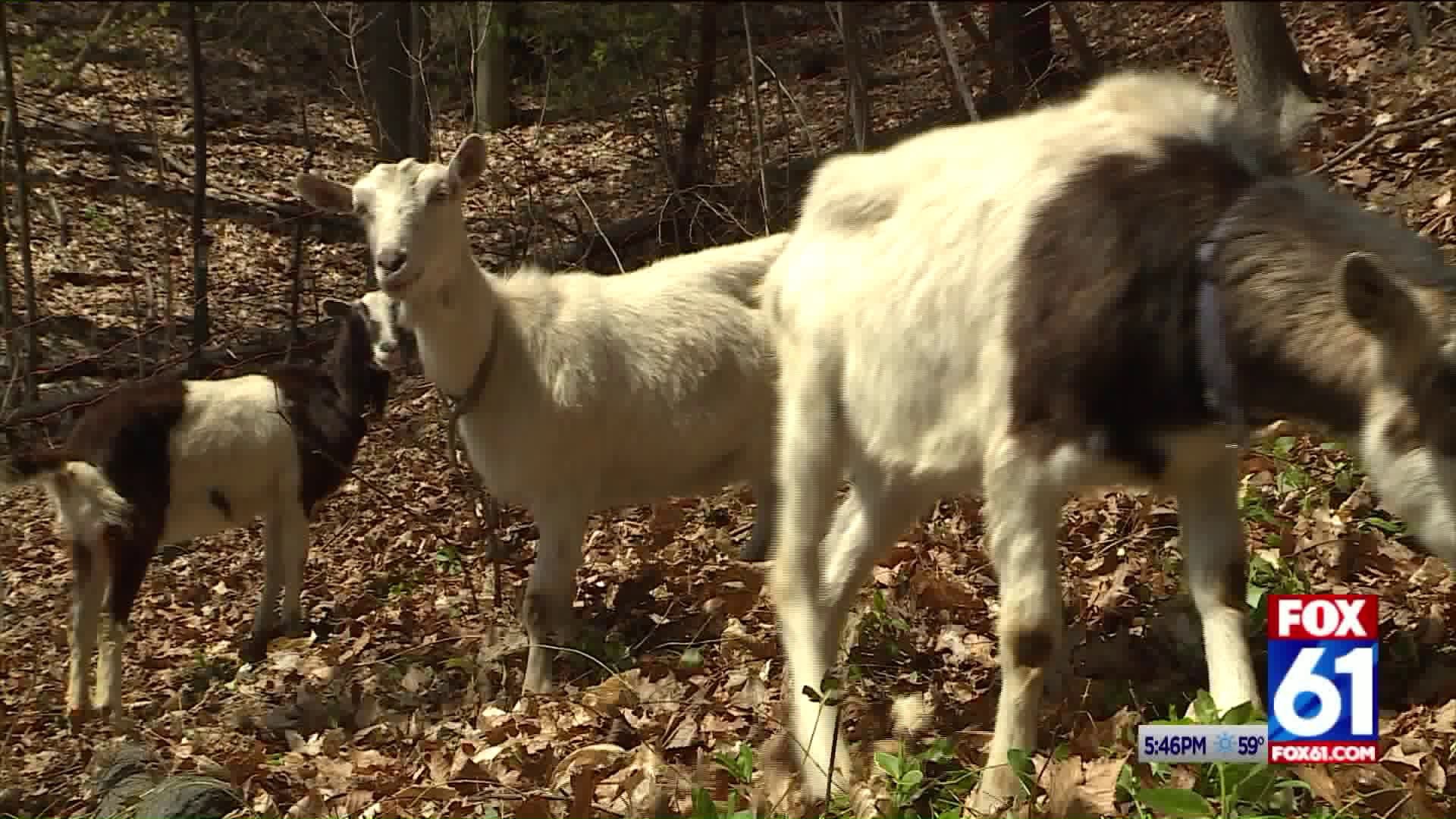 Backyard Goats seek higher calling at Simsbury Church