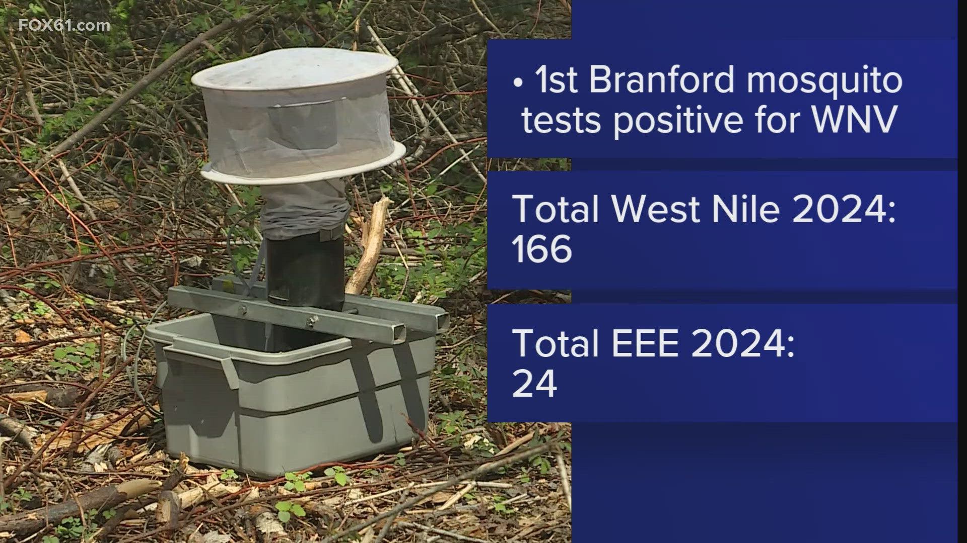 A total of 166 trapped mosquitoes were positive for West Nile Virus and 24 were positive for EEE in Connecticut so far this season.