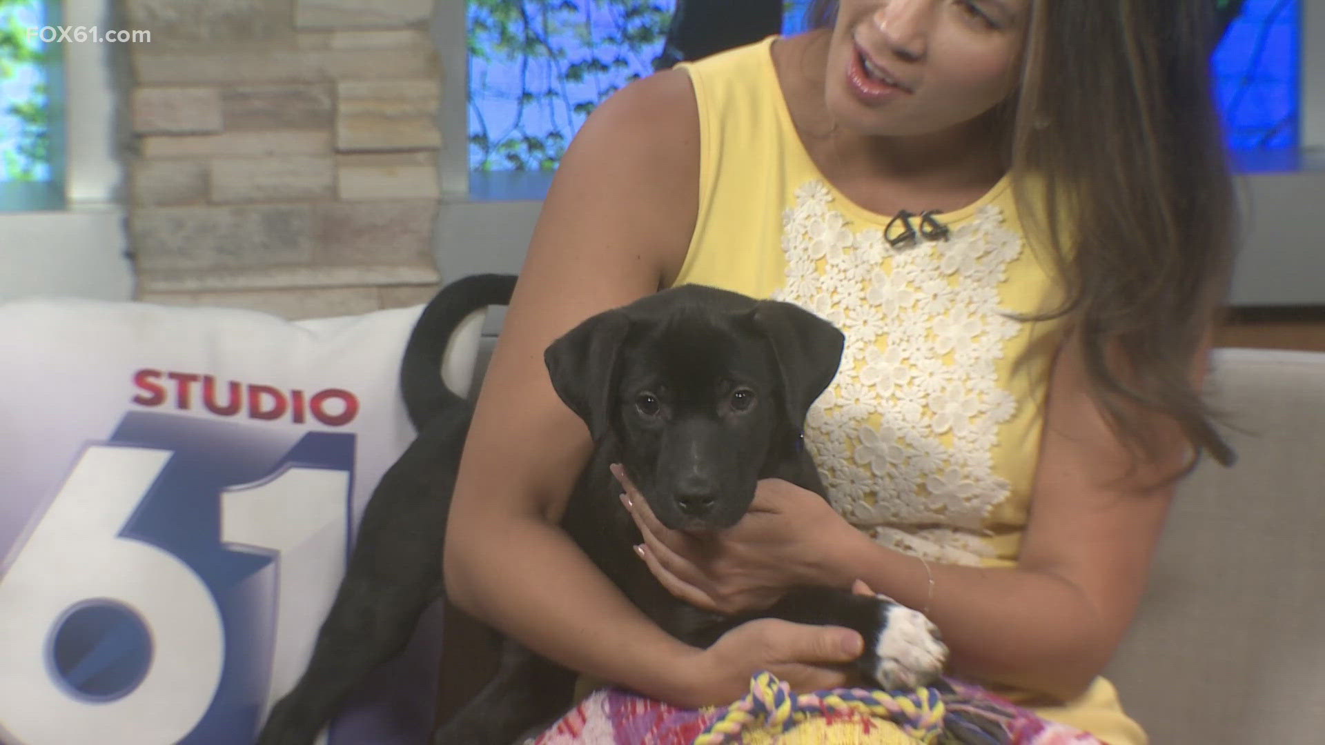 Benson | Pet of the Week