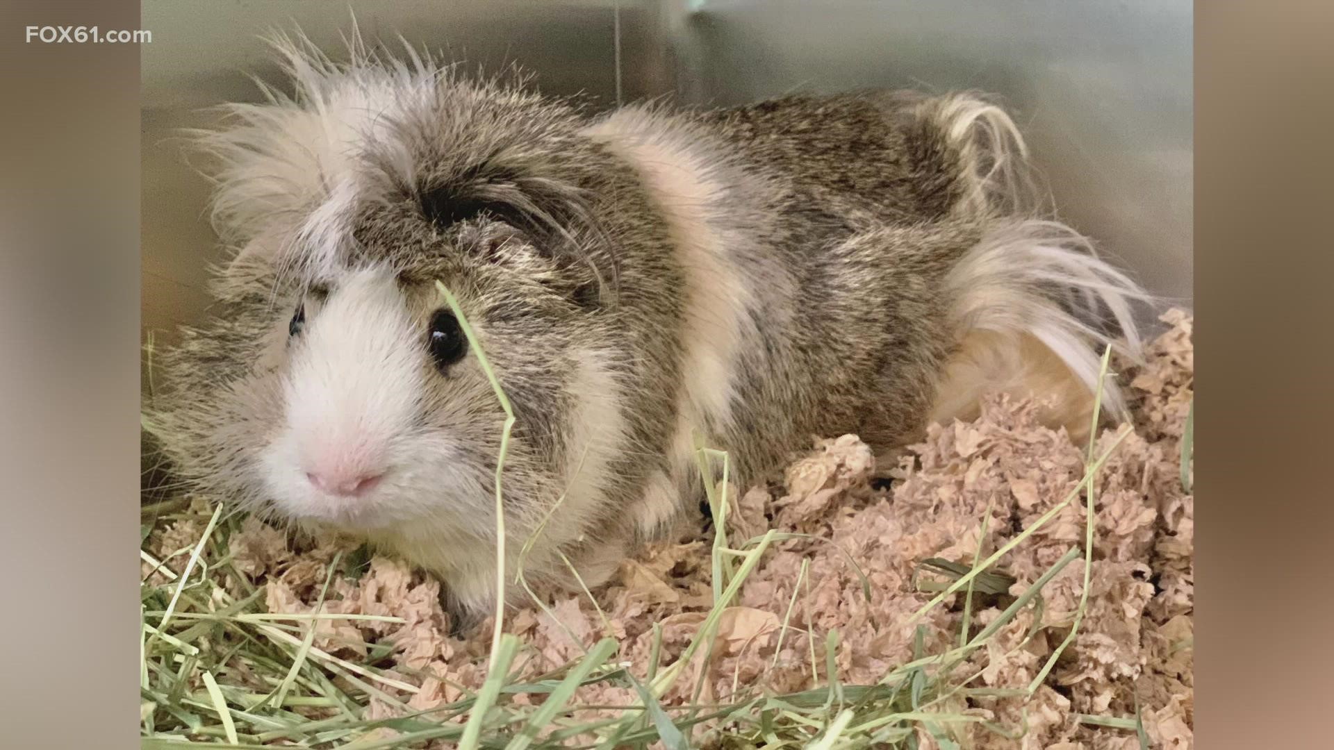 The Connecticut Humane Society introduces us to Chardonnay the guinea pig