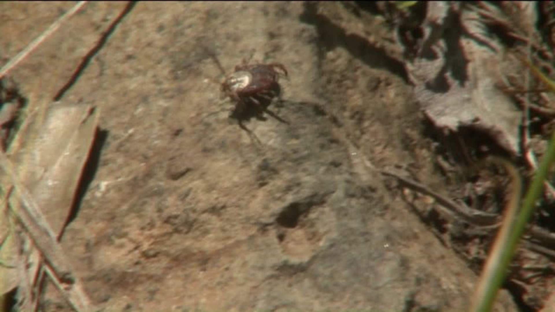 New tick virus popping up across the state