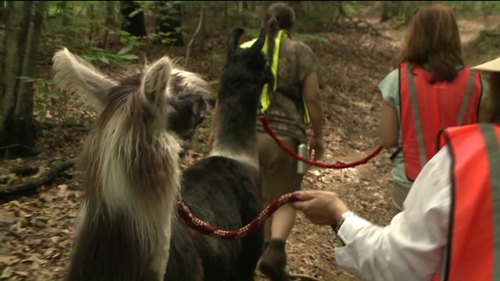 Daytrippers: A hike with a llama buddy