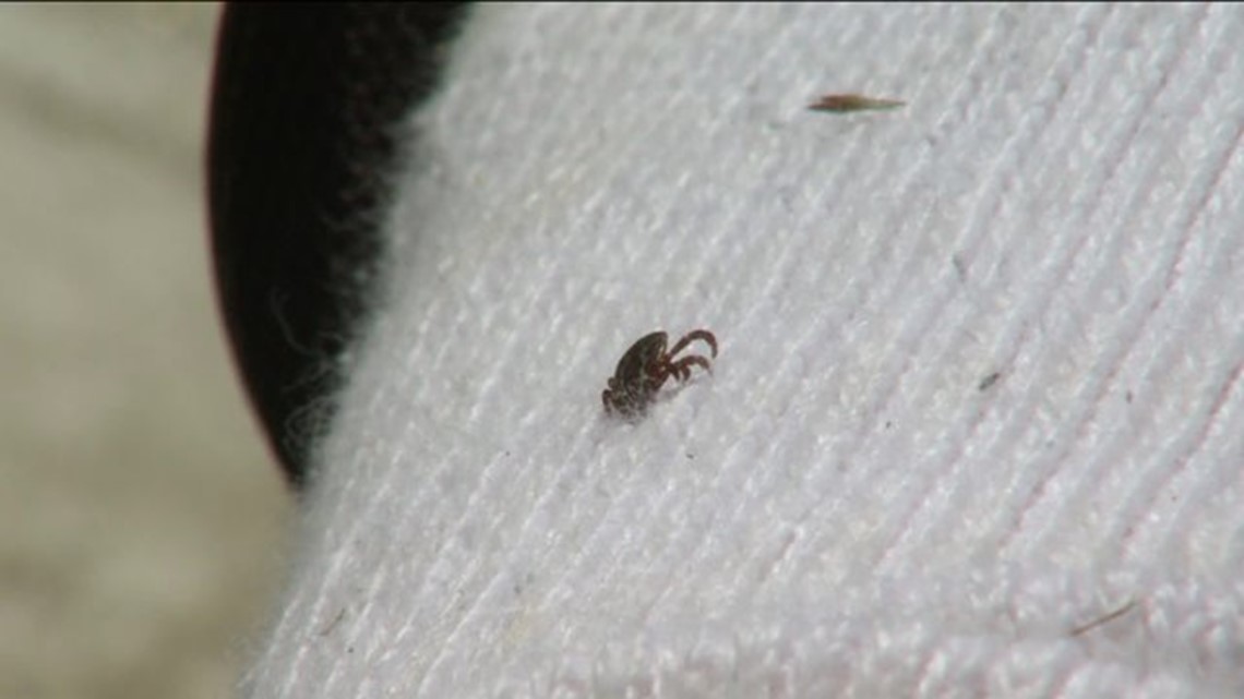 Connecticut officials bracing for bad year for ticks