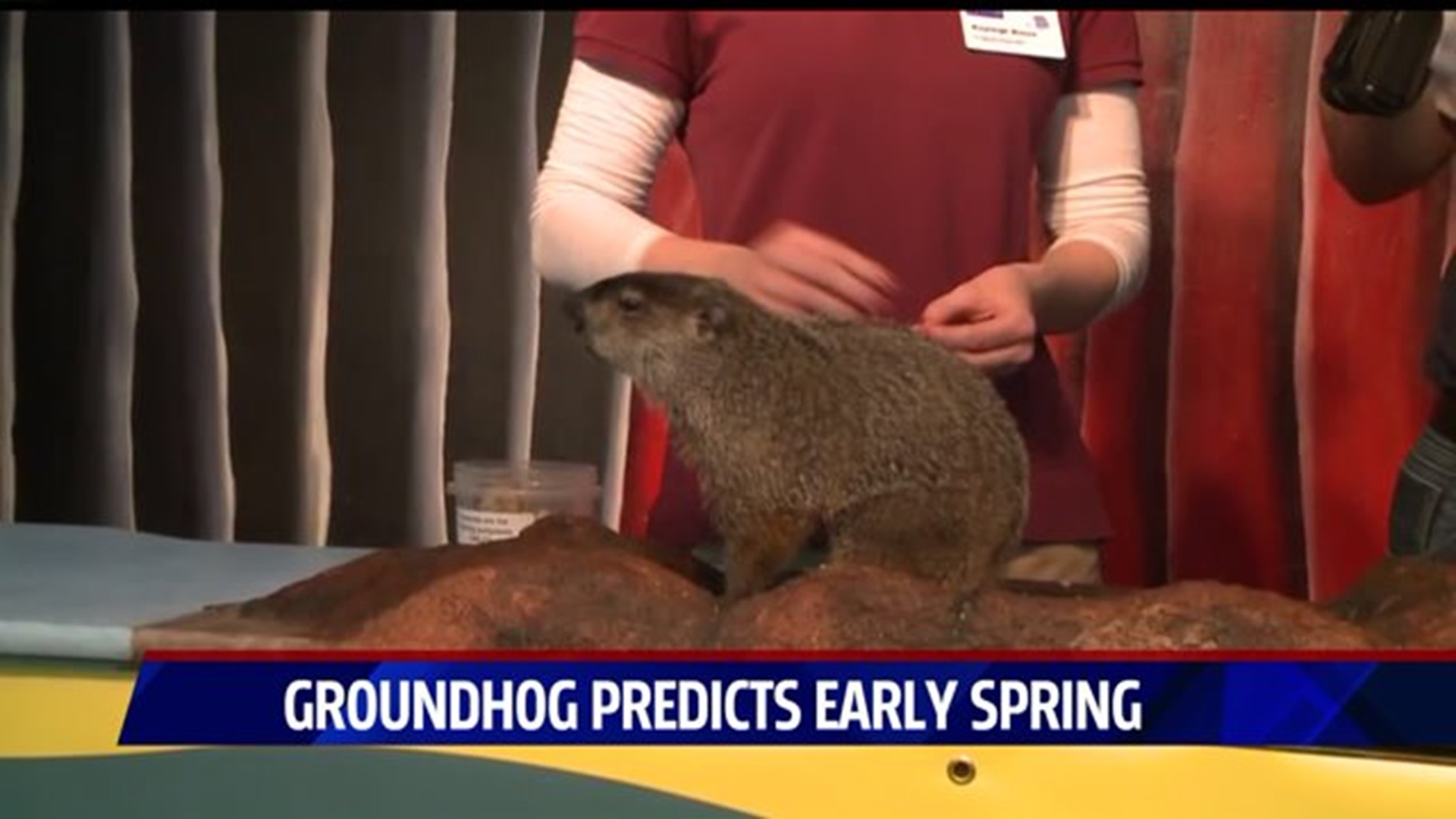 Early spring predicted by Connecticut groundhog