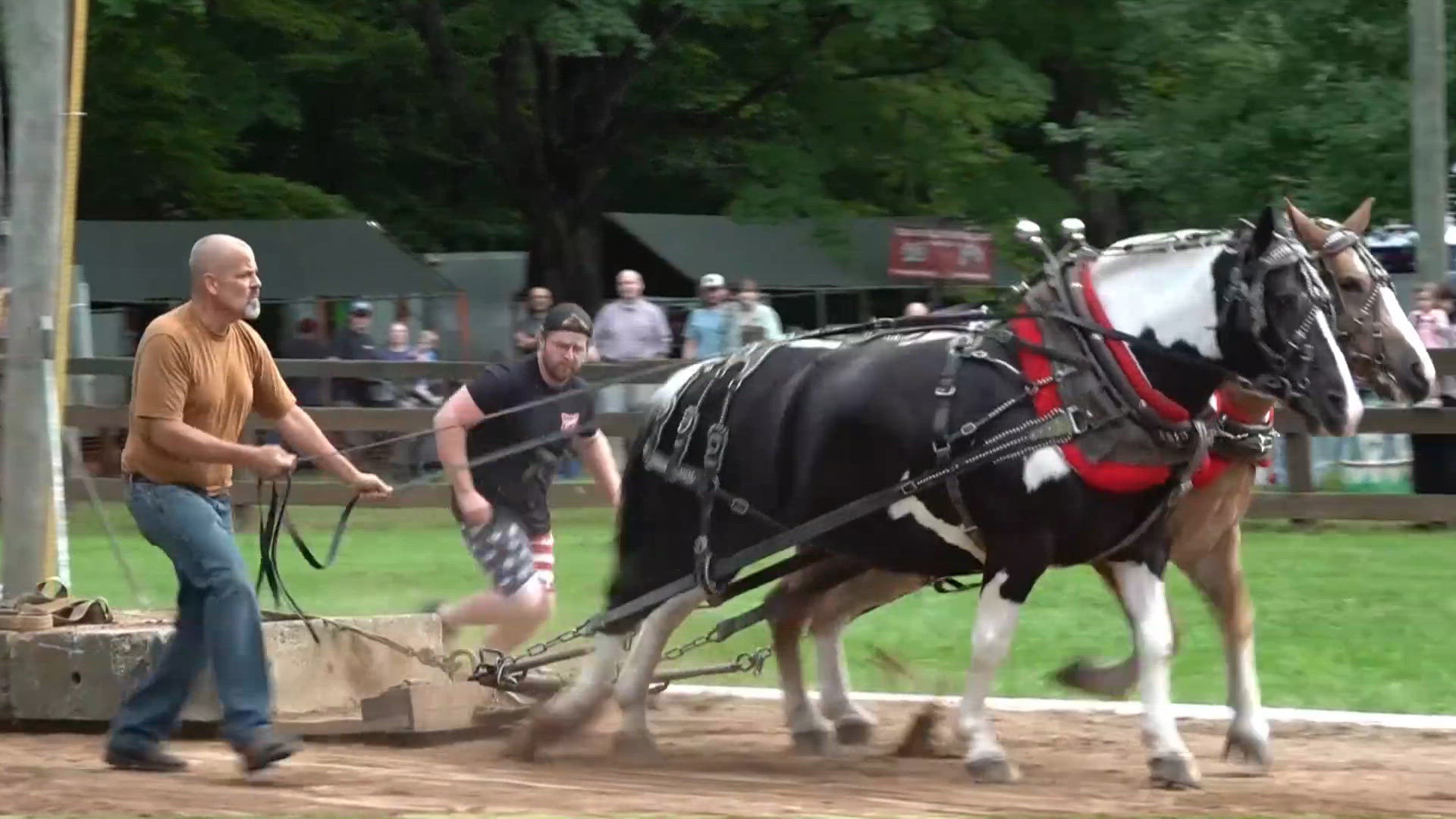 Ponies, strength and charm: A closer look at the horsepower on display at the Haddam Neck Fair