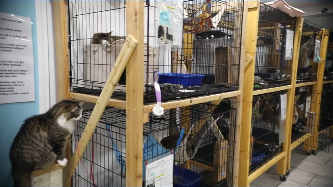 Paws Animal Shelter faces challenges | FOX61 Student News