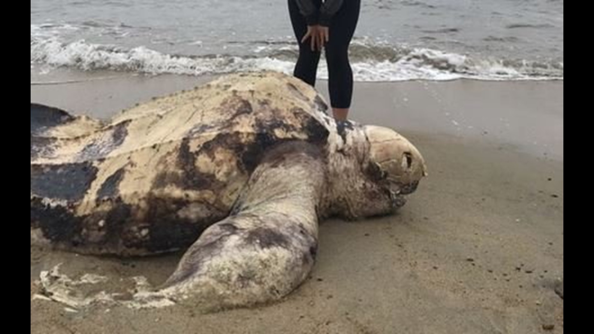 Massive Leatherback turtle washes up on Connecticut shoreline | fox61.com