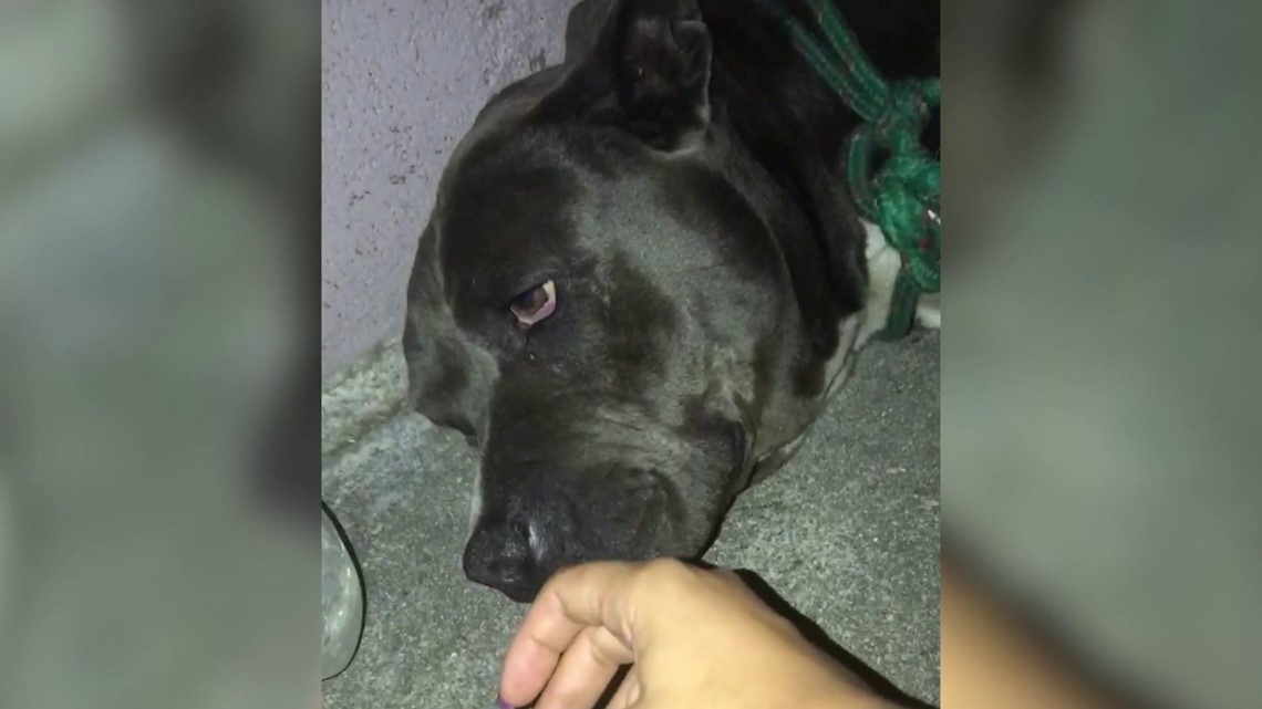 Dumped pit bull dies from physical, sexual abuse just two weeks after  adoption | fox61.com