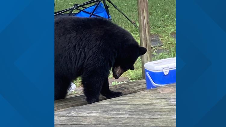 Bear breaking into Canton area homes euthanized; surviving cubs relocated