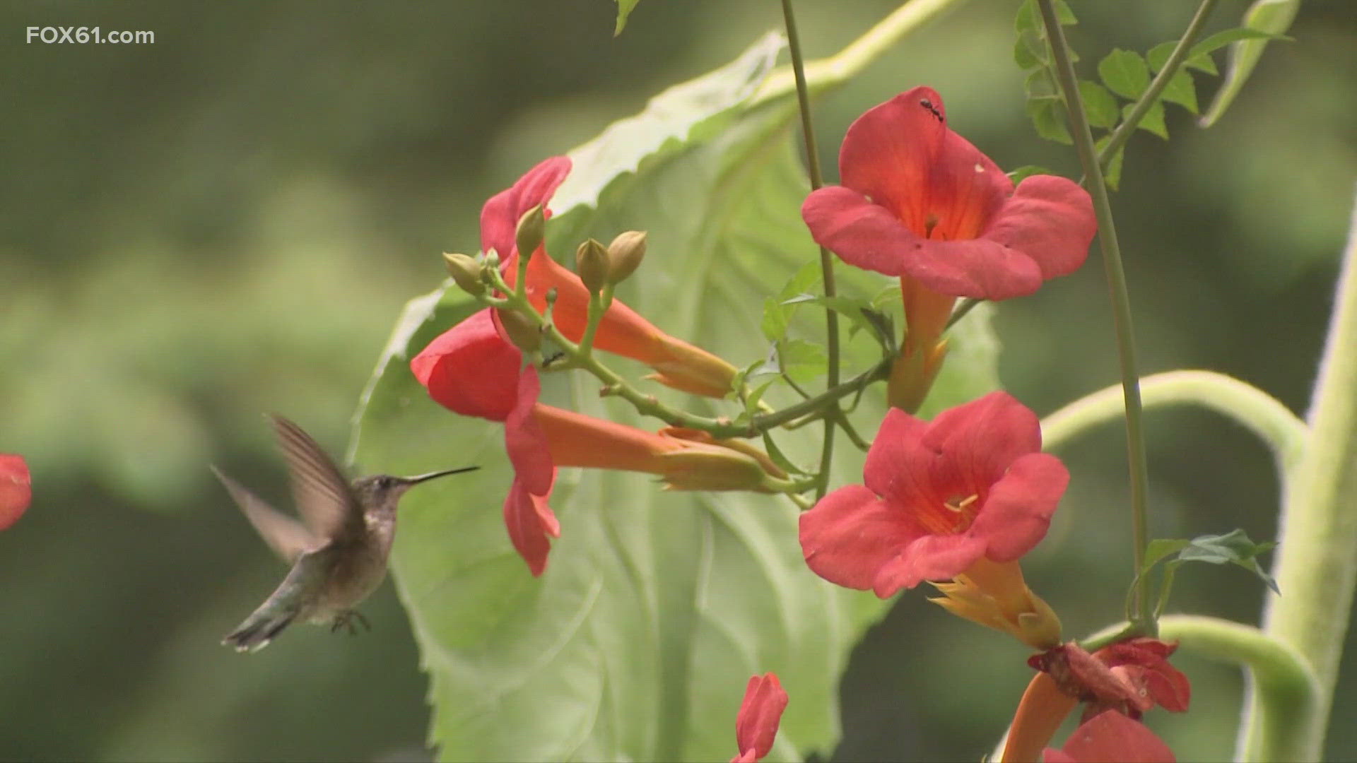 Bird-watchers across Connecticut have already spotted hummingbirds as they buzz through the air.