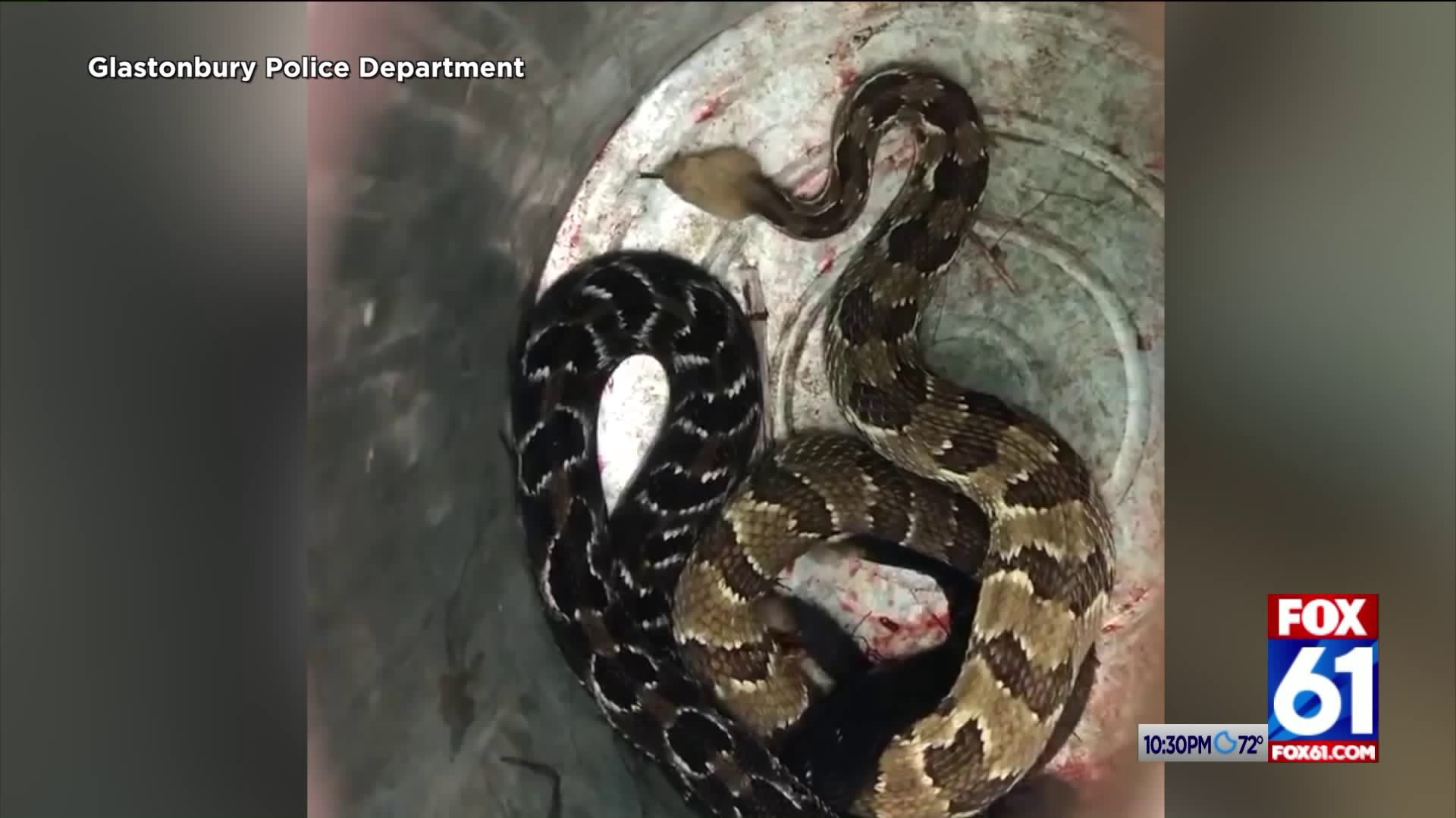 Glastonbury Animal Control relocates 2 timber rattlesnakes