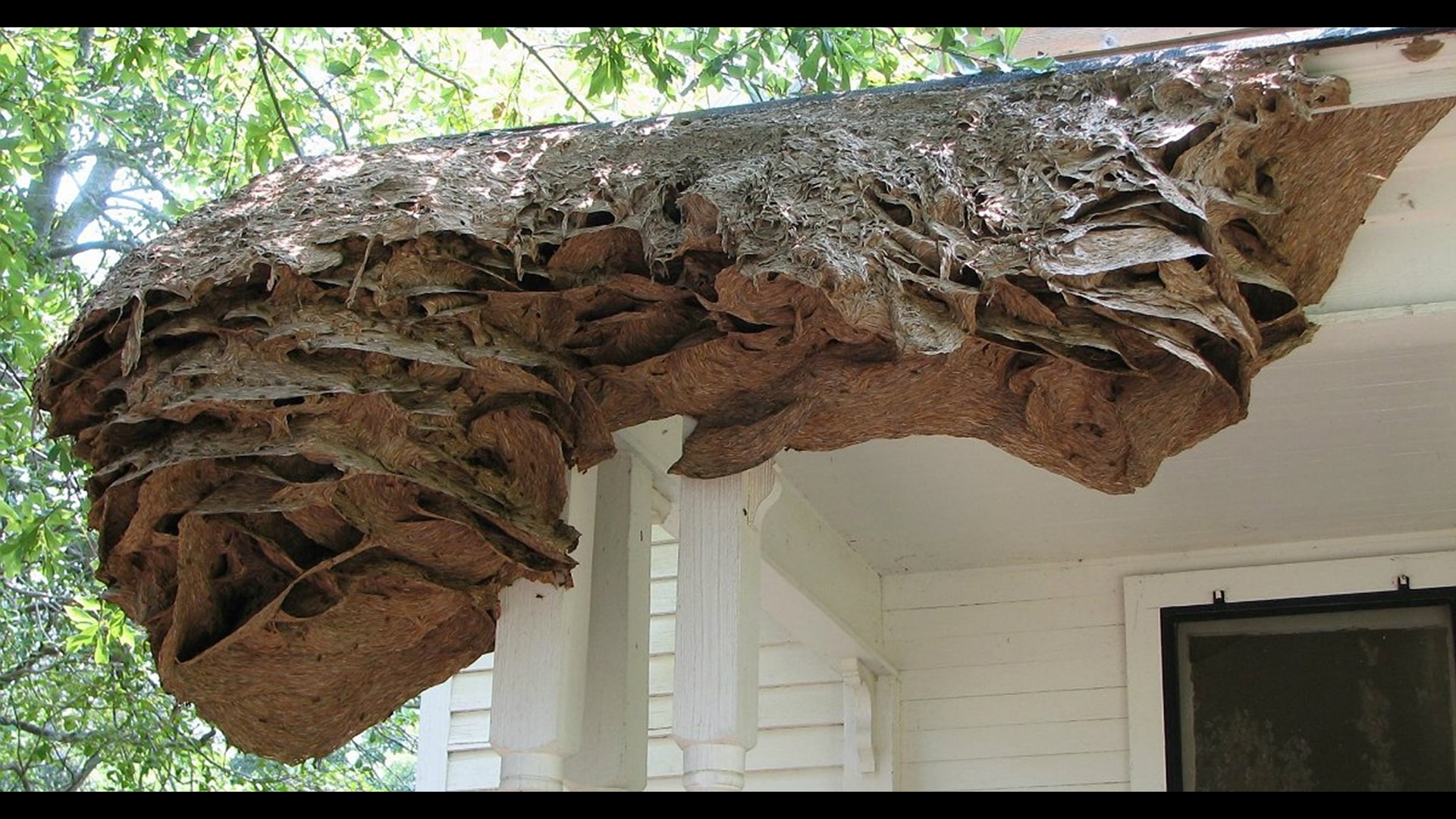 Massive wasp nests as big as a car are appearing in Alabama (again