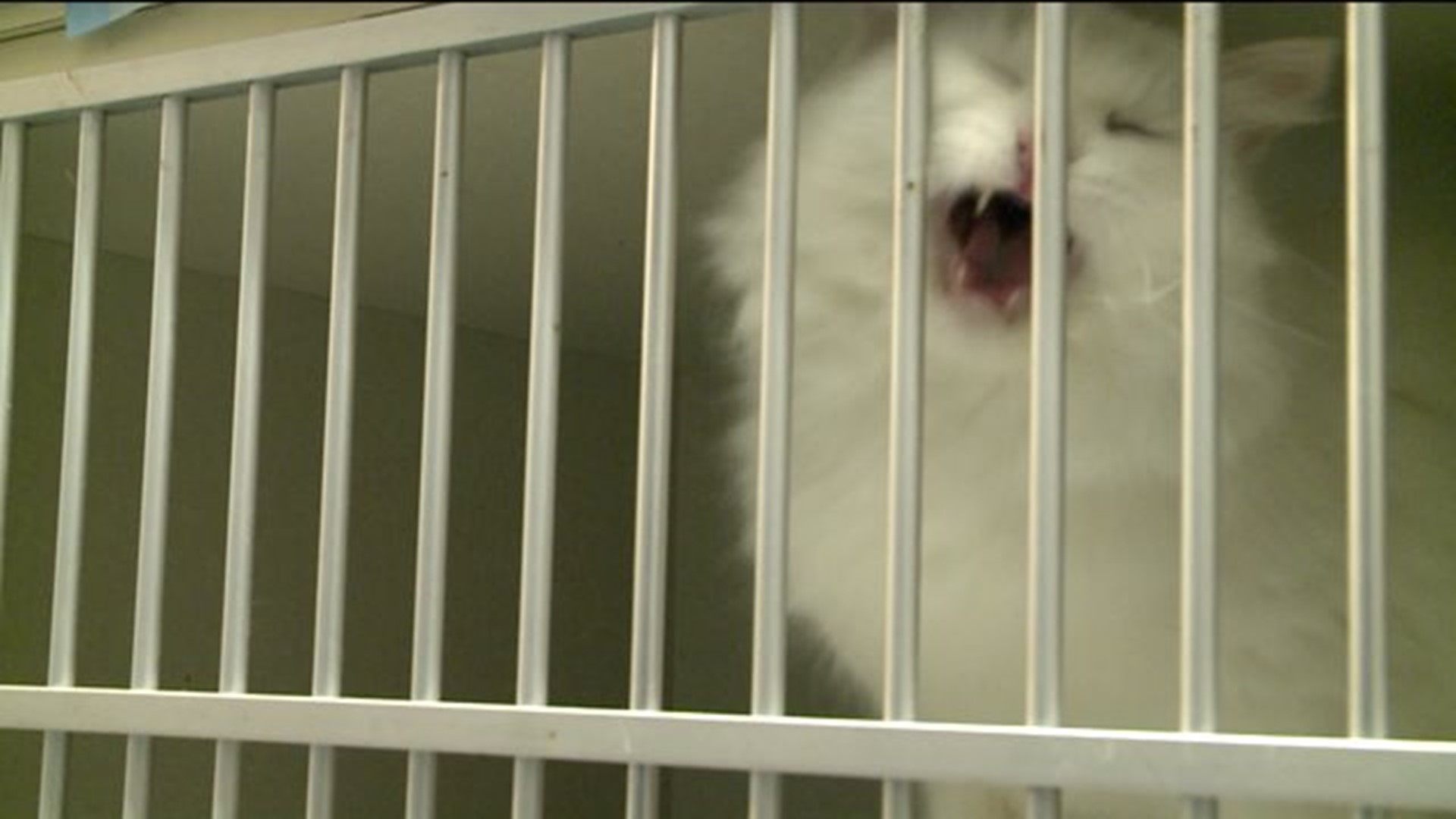 Wolcott woman could face criminal charges for cat hoarding house