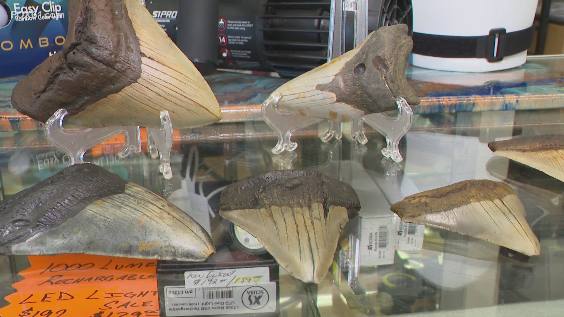 'Shark Week’ celebrated with sale of Megalodon shark teeth | fox61.com