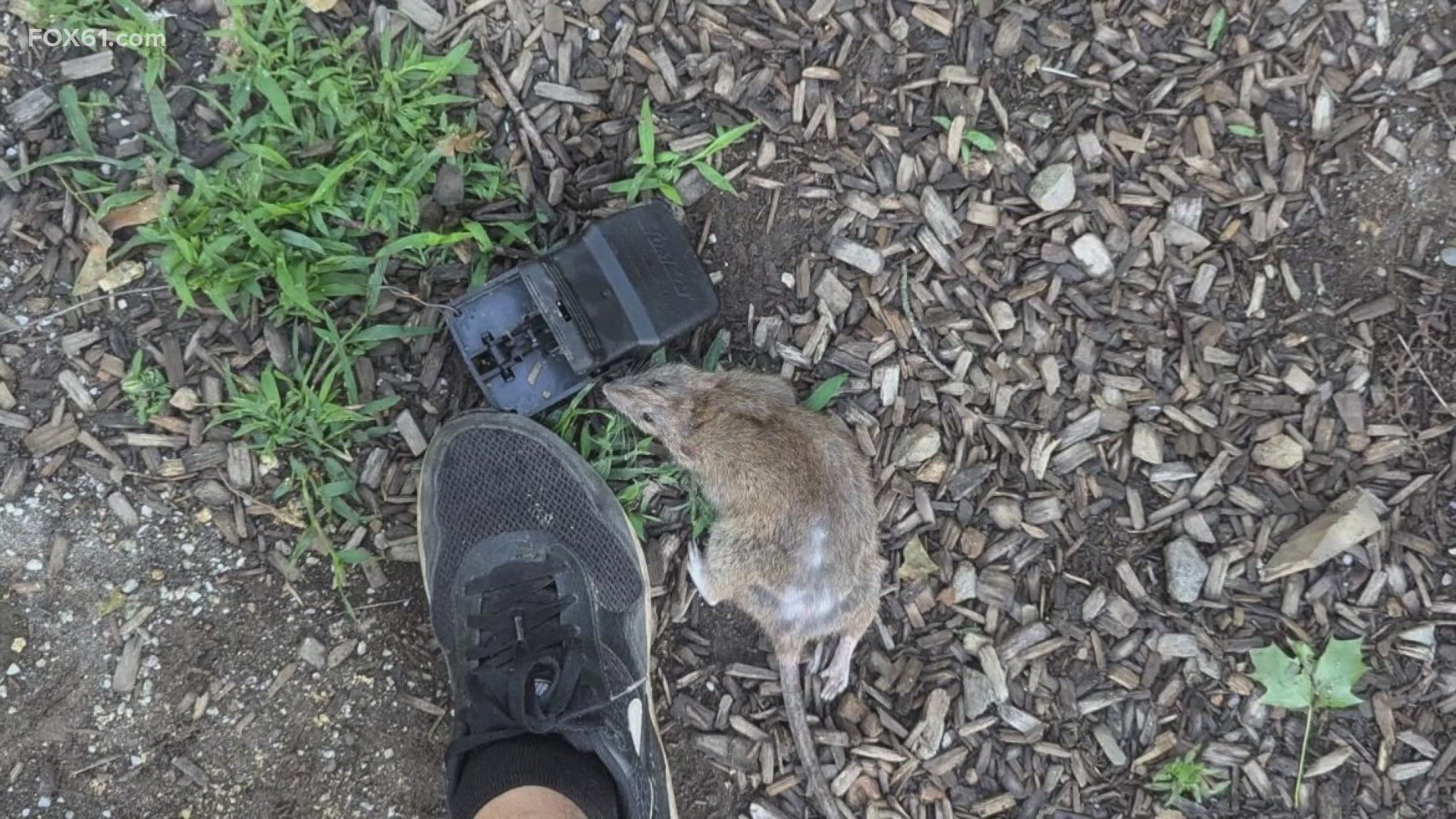 Many living in the area of the former Torrington Company building said they’ve been dealing with a rat invasion for the past few weeks.