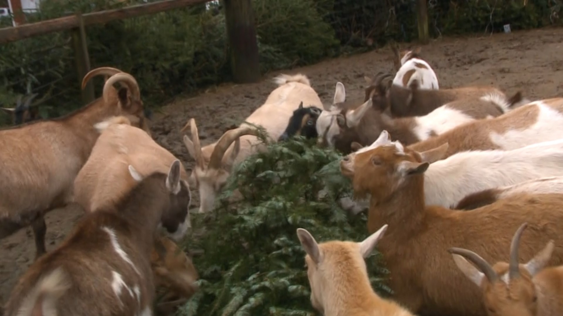 The holiday season may be over, but for the animals at Aussakita Acres Farm in Manchester, it's the most wonderful time of the year.