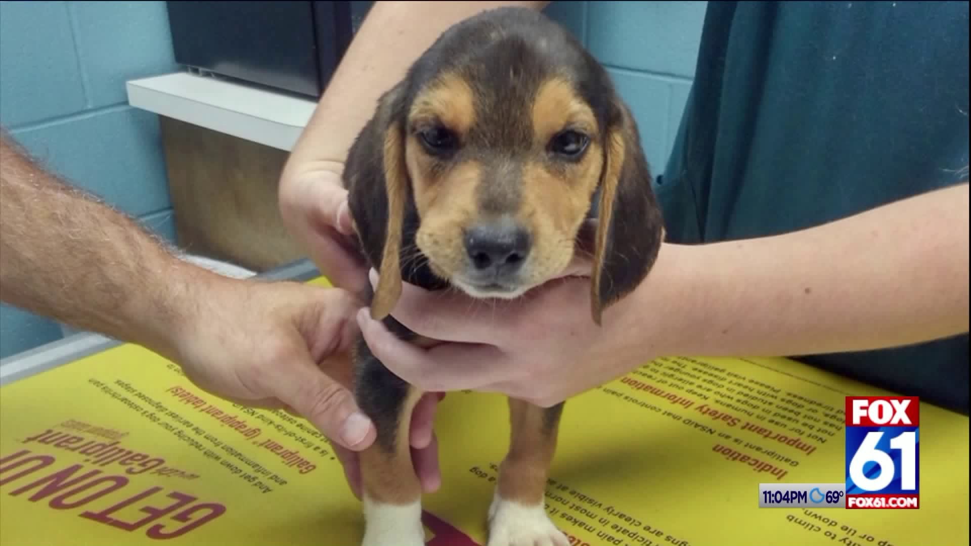 Puppy dumped in paper bag along the side of a road in Southington