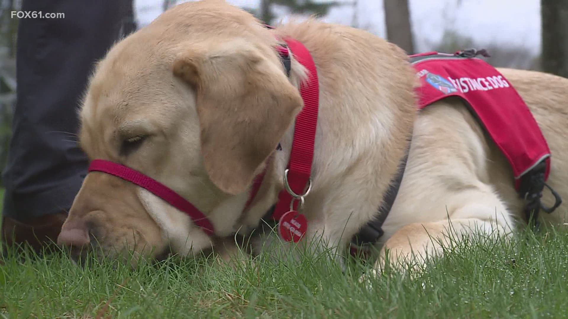 where can i work if i have a service dog