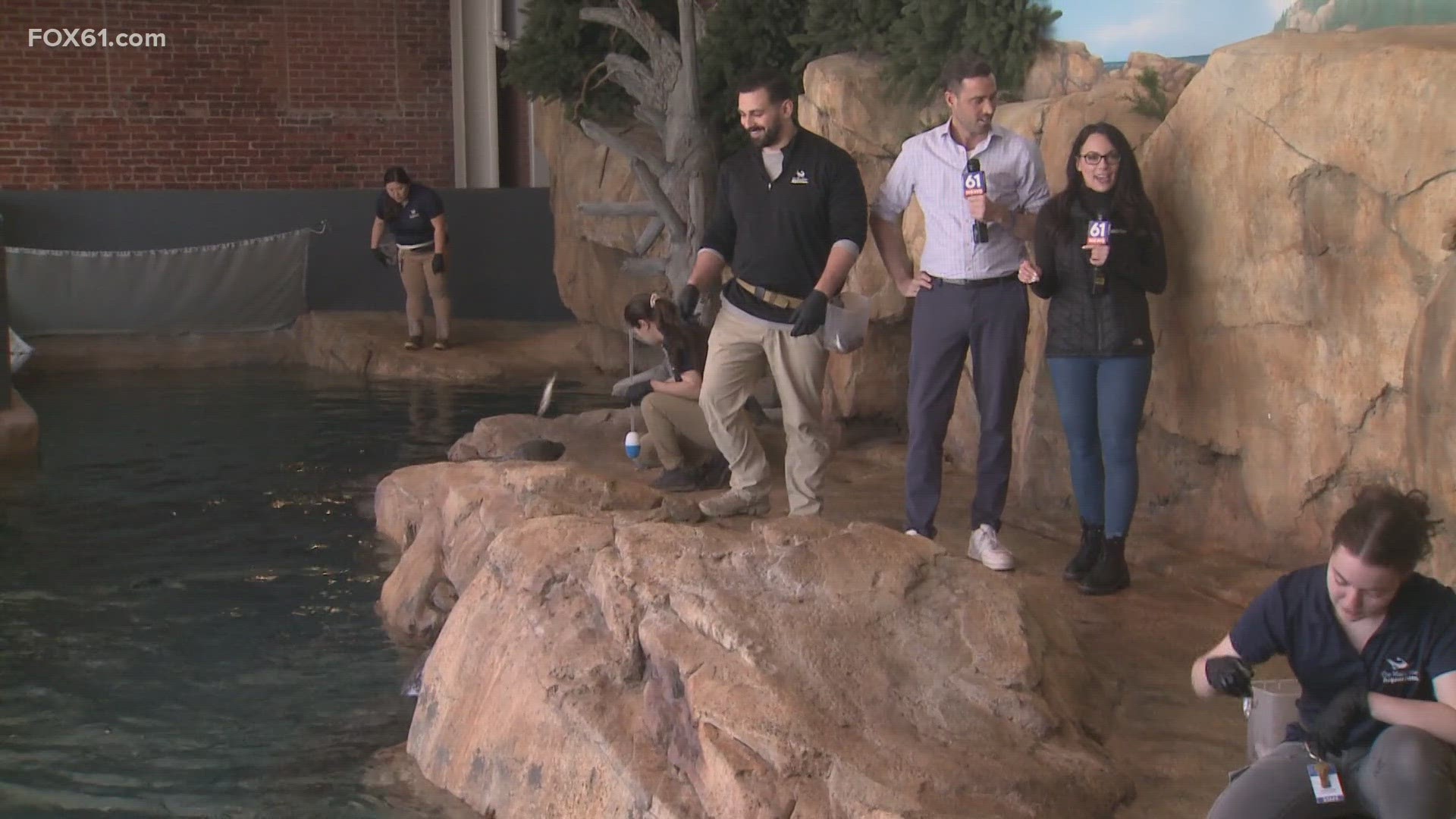 FOX61's Keith McGilvery and Rachel Piscitelli visit the Maritime Aquarium in Norwalk, with 75 live exhibits featuring more than 7,500 animals.