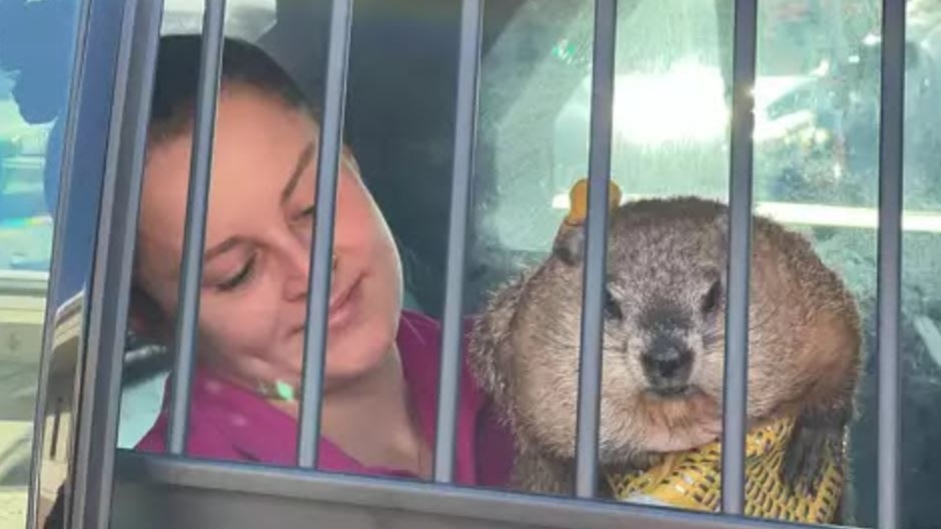 CT groundhog arrested after alleged fraudulent weather prediction ...