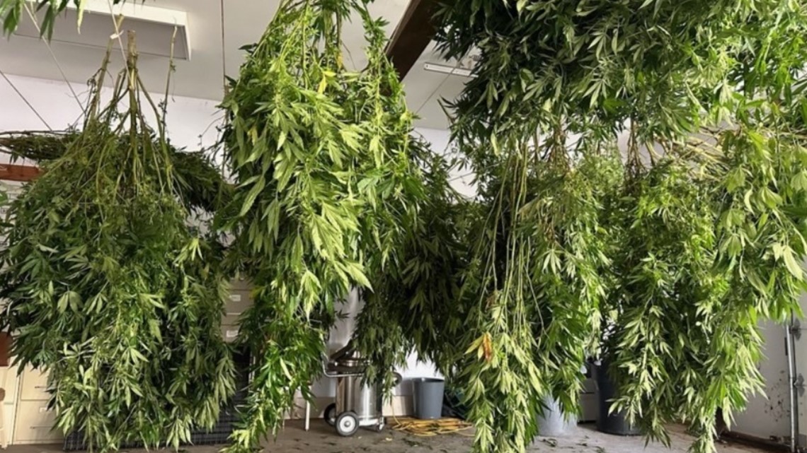 CT residents can grow marijuana at home. Here's what to know