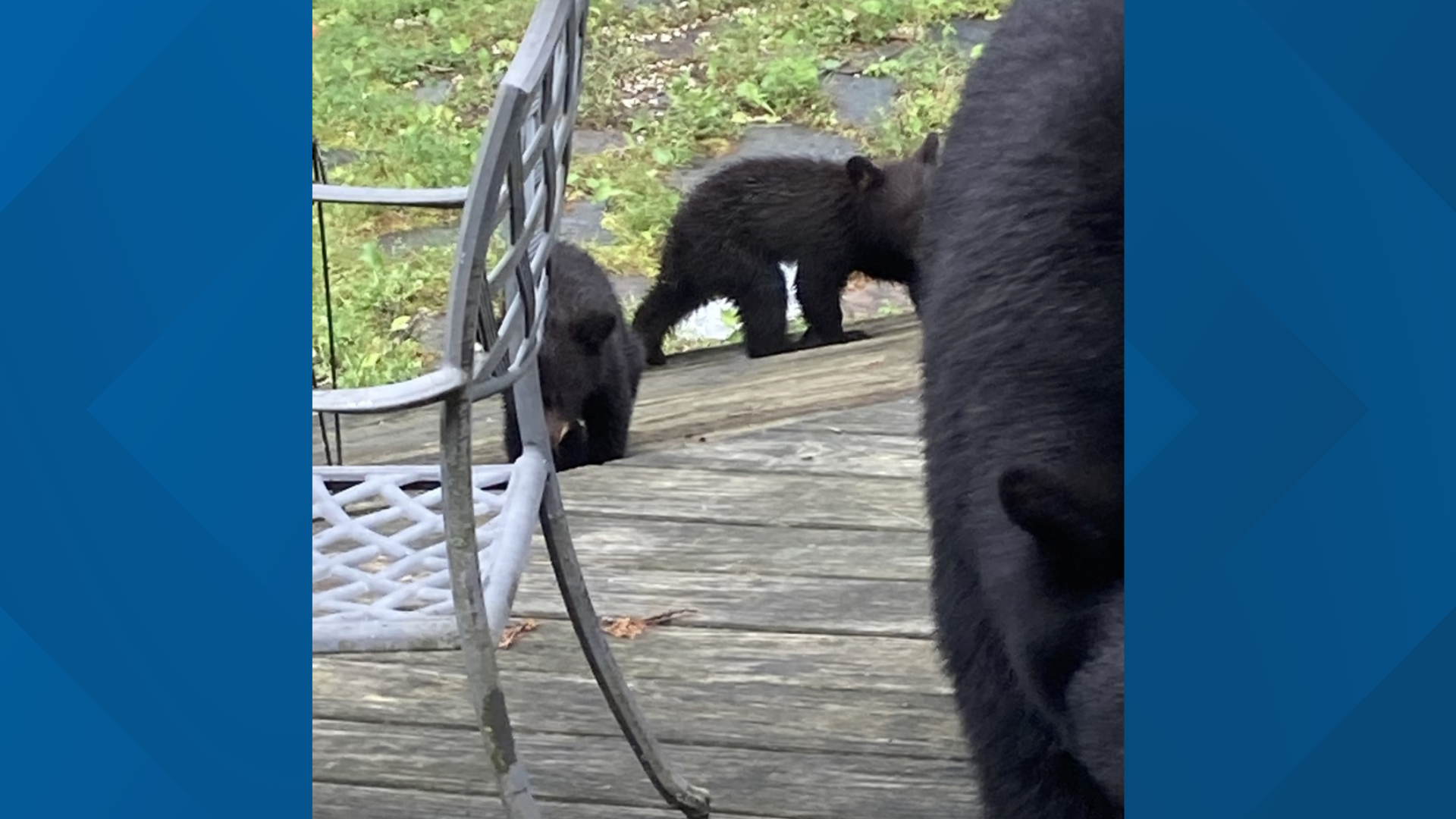 Bear in Conn. break-ins euthanized; surviving cubs relocated | fox61.com
