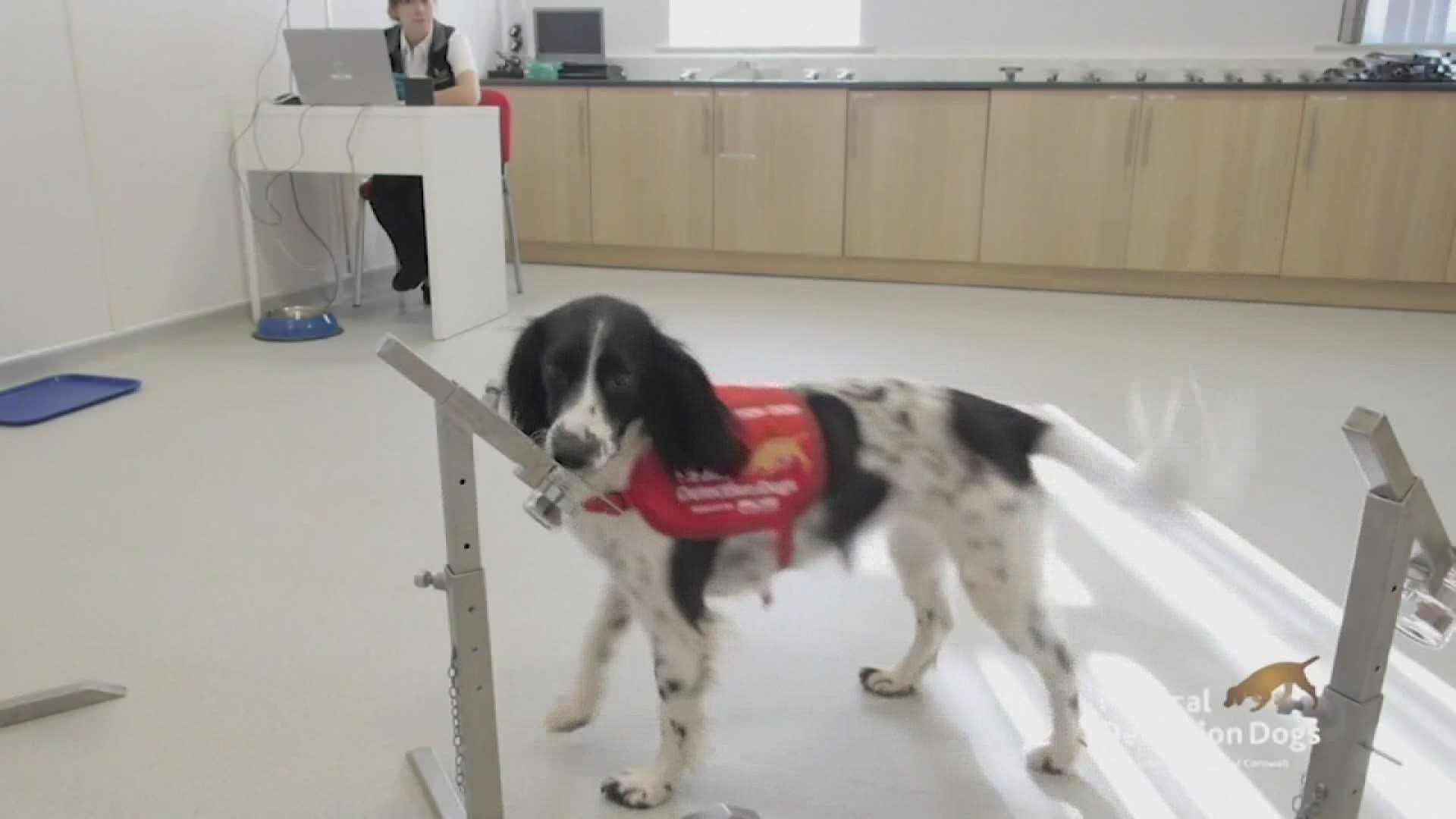 Dogs are being trained to see if they can detect COVID-19 before a person displays symptoms