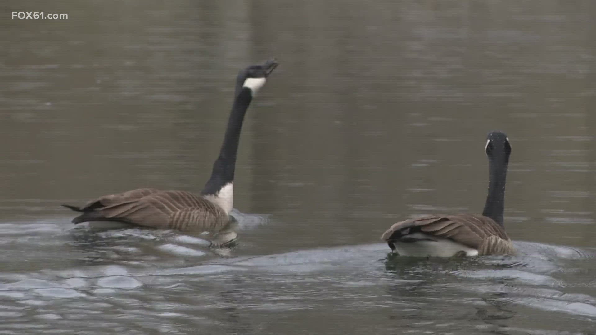 Matt Caron reports these geese may be grazing their final days before getting gassed, as complaints about their droppings have reached top city and state officials.