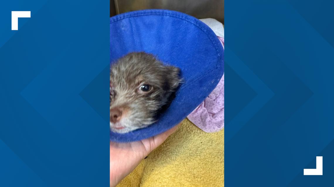 13-week-old puppy found abandoned inside dumpster: East Windsor