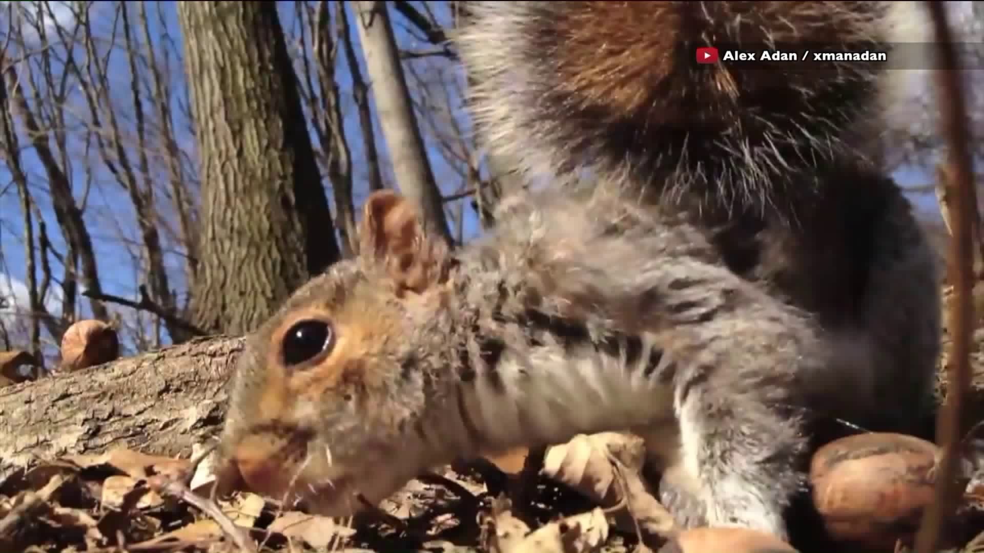 Aggressive squirrel goes on biting spree in Brooklyn prompting fear of