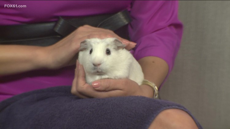 Blossom the Guinea Pig: Pet of the Week