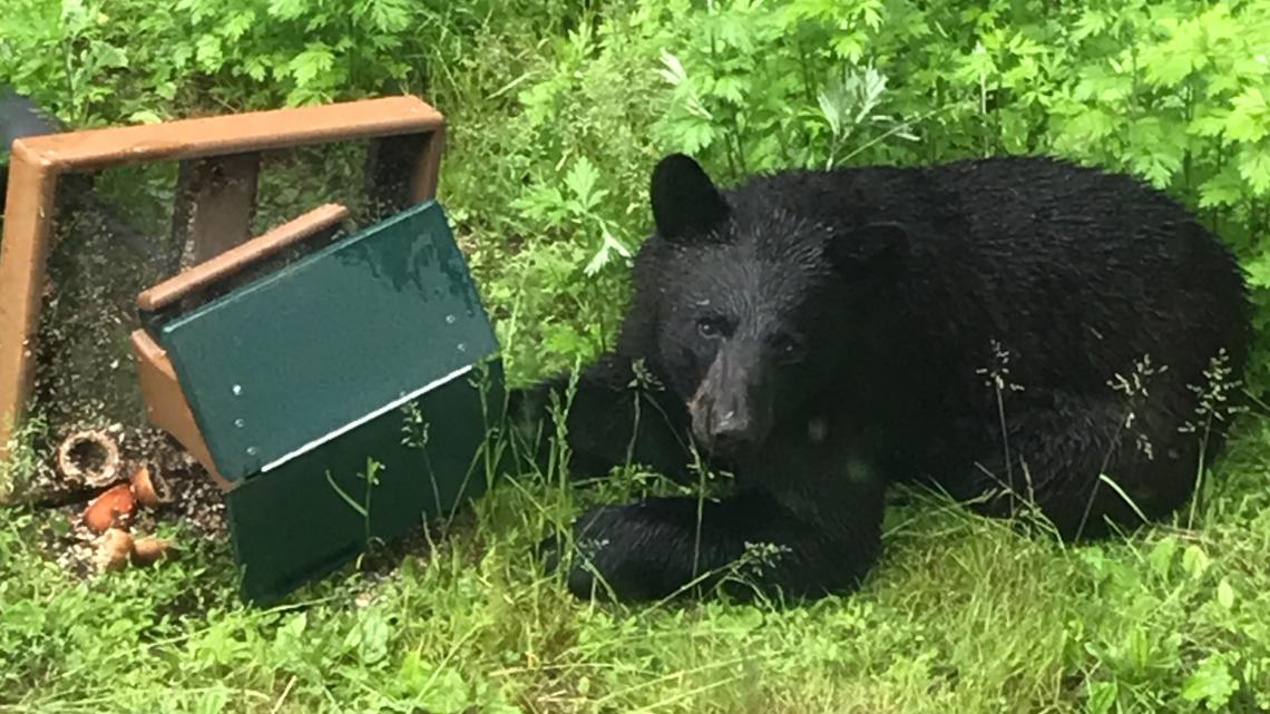 Black bear sightings increase in Connecticut as spring approaches