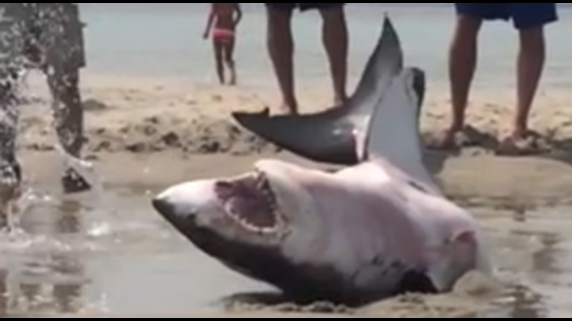 Video: Stranded great white shark rescued from Massachusetts beach |  fox61.com