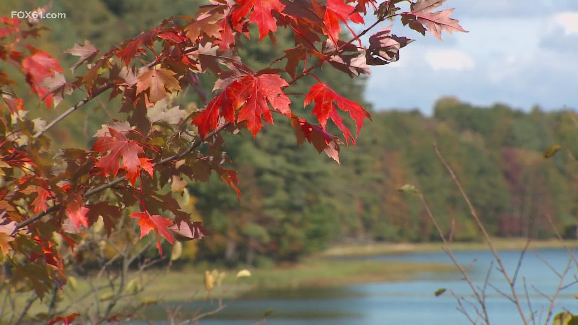树叶变色的三个主要驱动因素是日光、低温和降水。