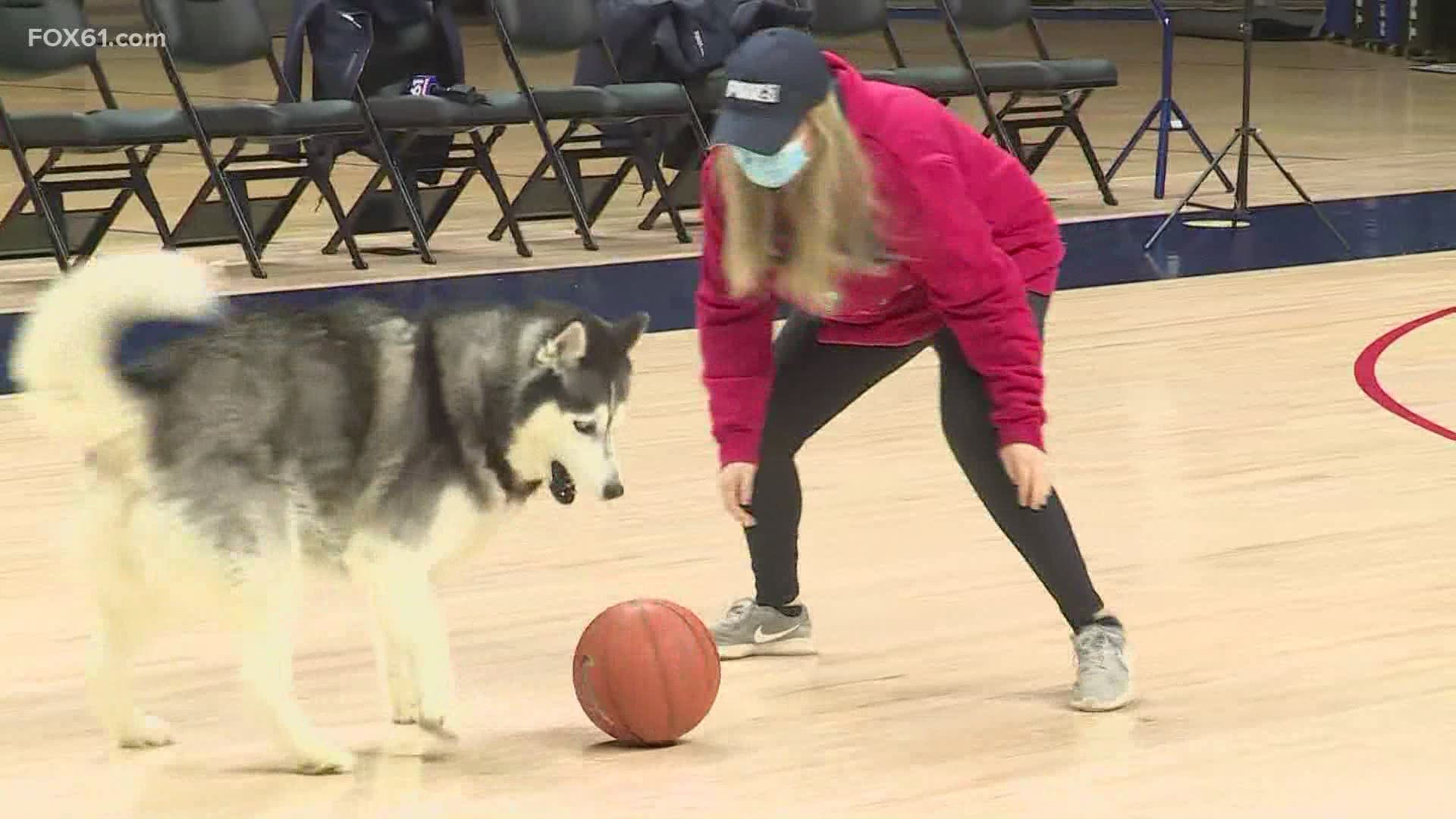 To get into game-day spirit as the UConn women head into the Final Four tonight, FOX61's Lauren Zenzie plays a game with Jonathan the Husky!