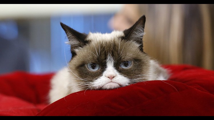 World Famous Grumpy Cat Dies At Age 7
