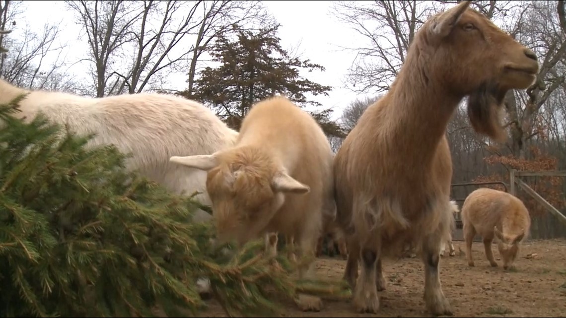 Goats at Manchester farm love old Christmas trees