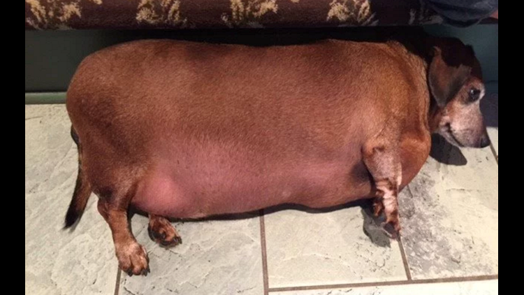 Obese Rescue Dog Fat Vincent Makes Stunning Transformation In Quest 