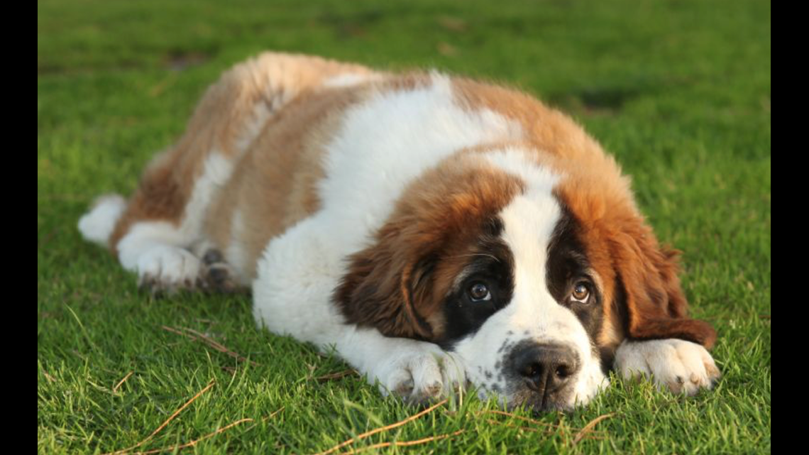 great dane chow chow and poodle are all breeds of which of these answer