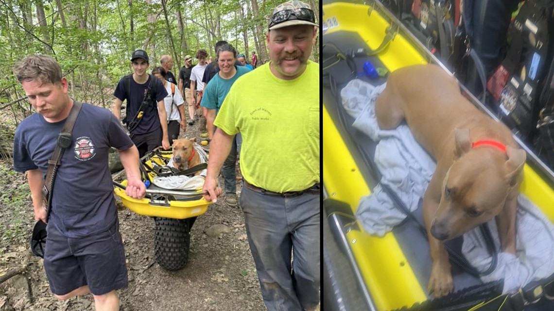 Firefighters rescue dog who jumped off Connecticut Mt. Tom tower - Vimarsana News