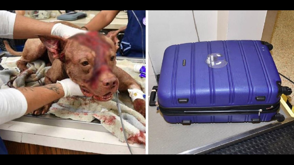 Pit bull puppy beaten, stabbed and stuffed in suitcase | fox61.com